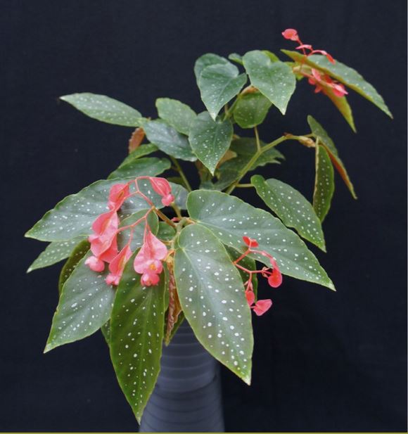 B. ‘Ingralorii’